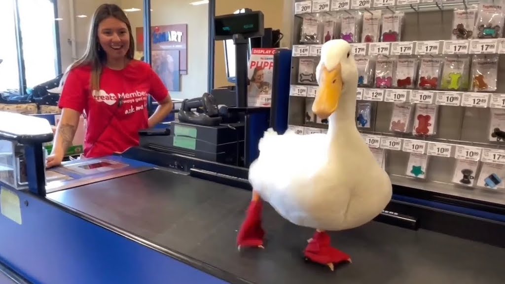 Duck Goes to Pet Store
