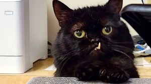 Dwarf Cat Snaggle Tooth
