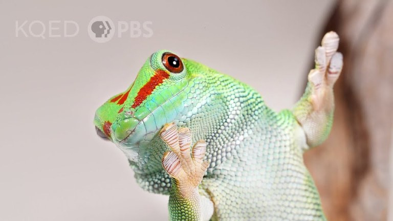 Gecko Wall Climbing