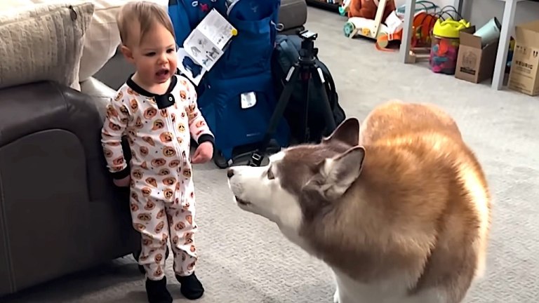 Husky Raising Child