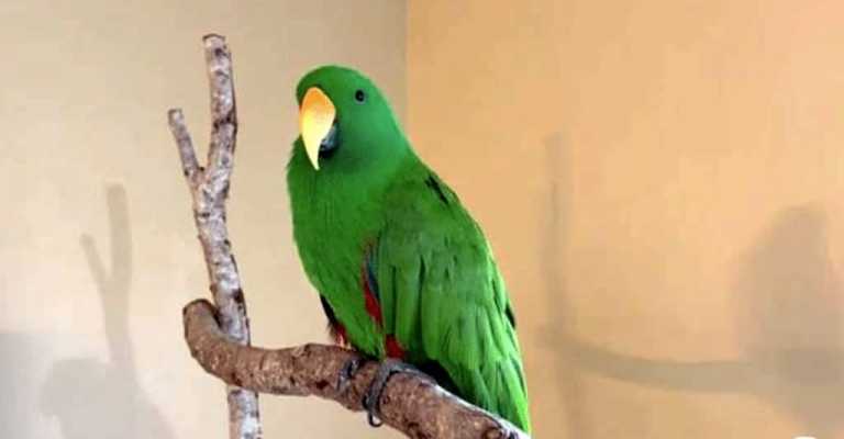 Lost Parrot Talks Way Home