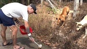 Man Quits Job Save Thai Street Dogs