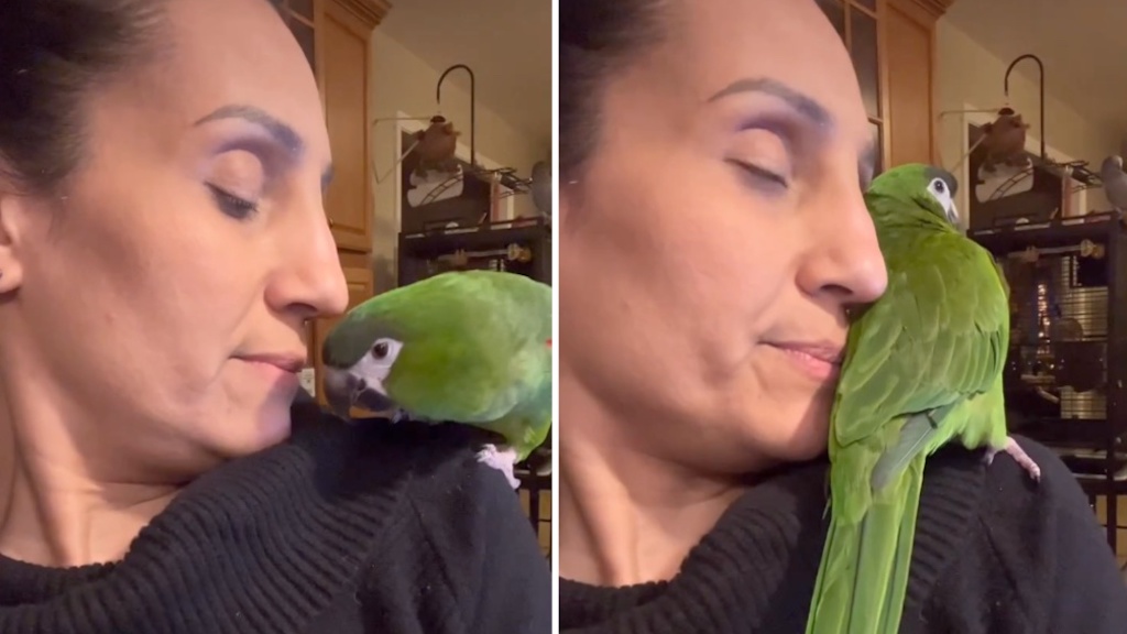 Parrot Tells Human Its Okay
