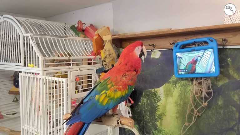 Parrots Video Call