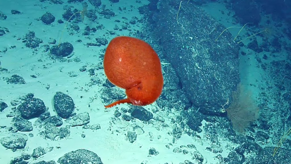 Red Balloon Octopus