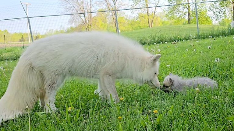 Rescued Fox Pup Meets Adults