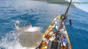 Shark Crashes Onto Kayak