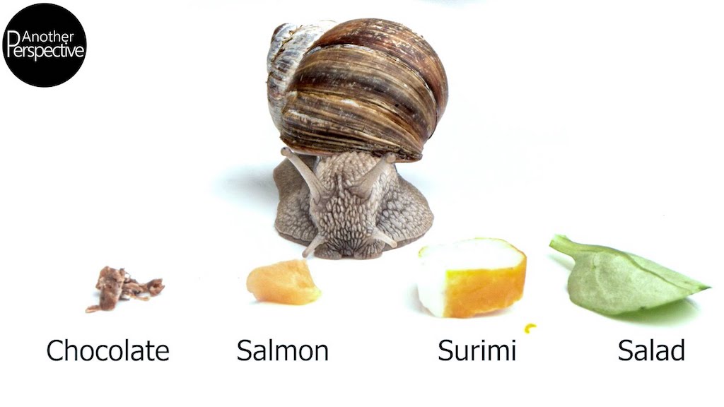 Finicky Snail Chooses Food to Eat in Macro Slow Motion