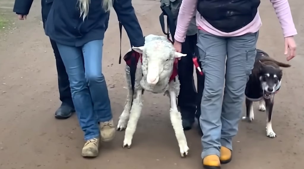 Teaching Sheep to Walk Again