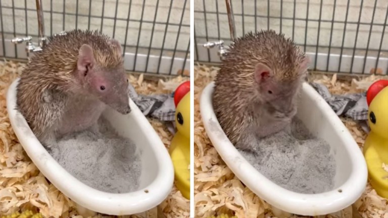 Tenrec Dust Bath