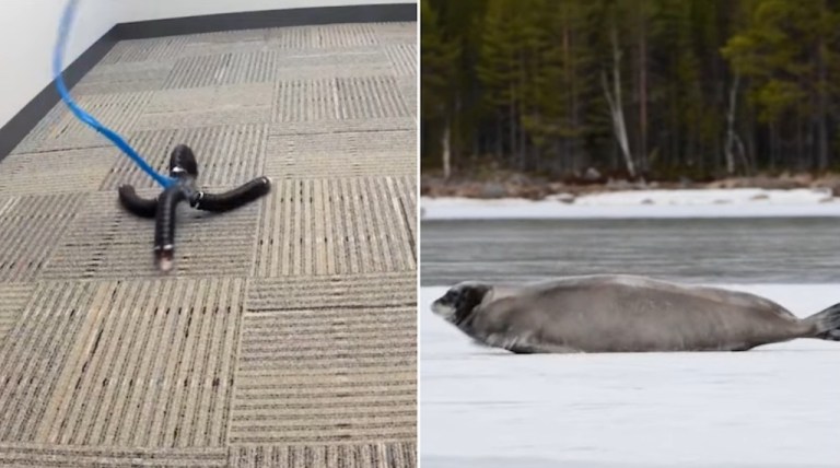 robot moves like seal