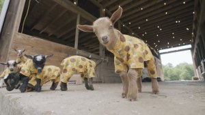 Baby Goats Sunflower Pajamas