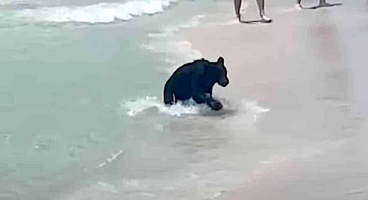 Bear on Destin Beach