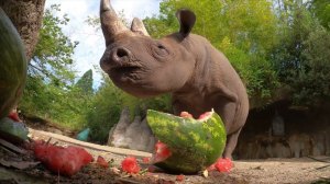 Black Rhino Watermelon