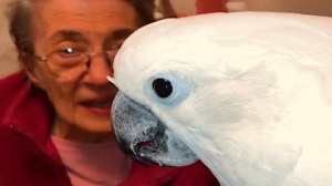 Cockatoo Grandma Barbara