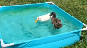 Disabled Duck Friends