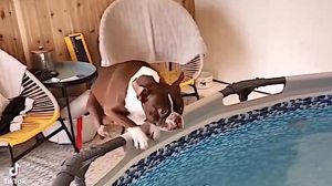 Dog Indoor Pool