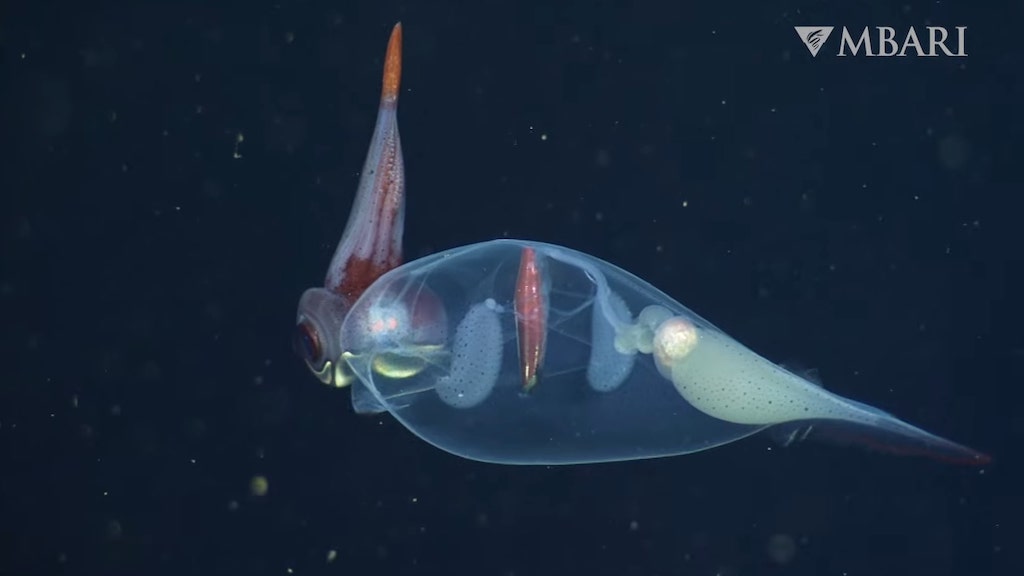 Glass squid Hide in Plain Sight