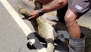Helping Sloth Cross Road