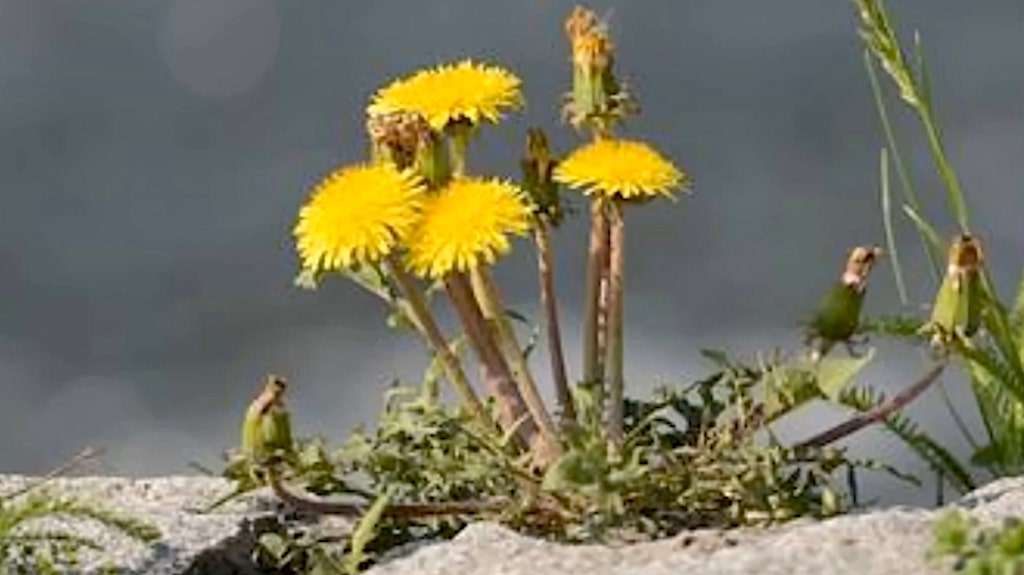 How Dandelions Went From Useful Plants to Pesky Weeds