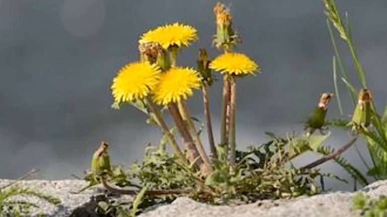 History of Dandelions