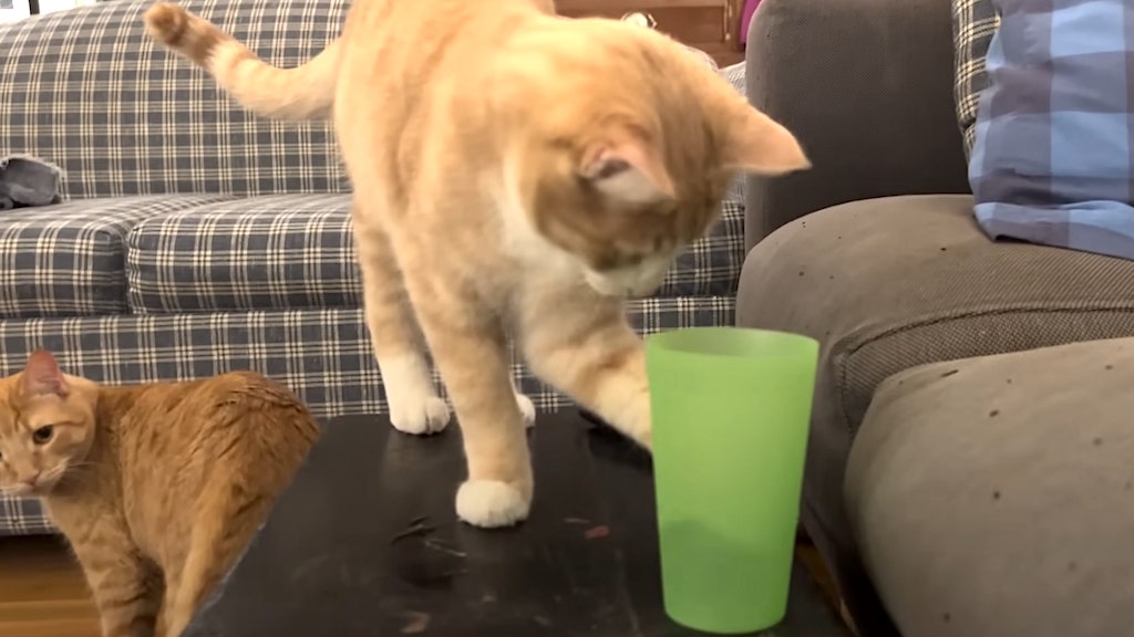 Kitten Brothers Knock Over Water Glasses
