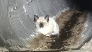 Kitten Sewer Rescue