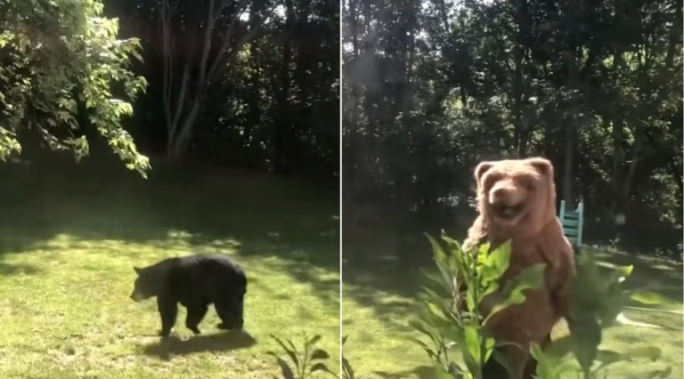 Man in Grizzly Costume Black Bear