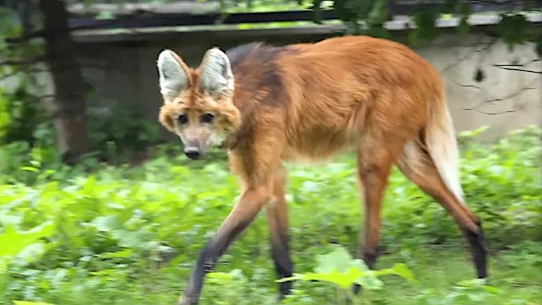 Maned Wolf