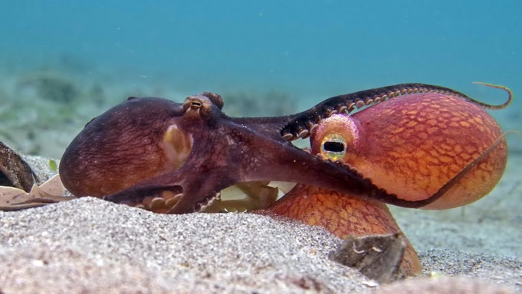 Octopus Hugs Robotic Spy Octopus
