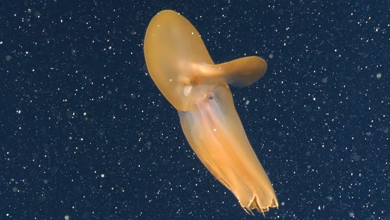 Orange Dumbo Octopus