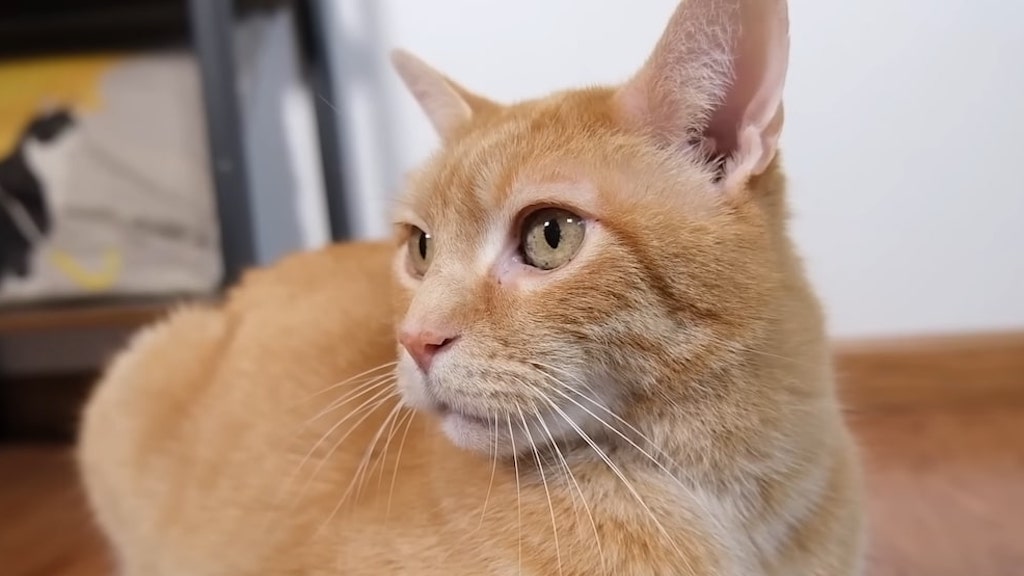 Interesting Facts About Orange Cats