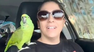 Parrot Car Wash
