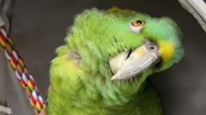 Parrot Sings Bad Boys