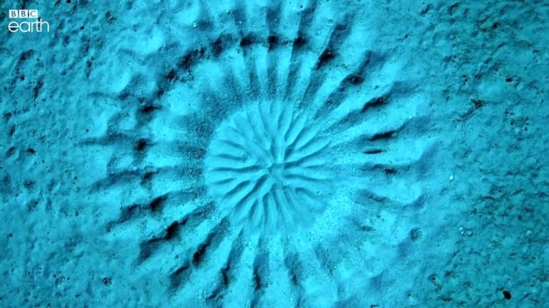 Puffer Fish Sand Mandala