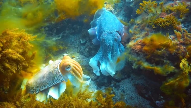 Robotic Spy Cuttlefish Communicates With Cuttlefish