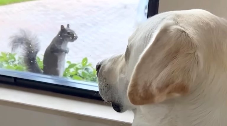 Wild Squirrel Visits Dog Every Day