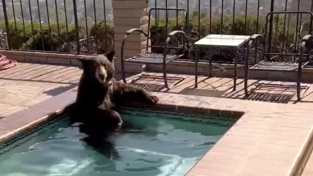 Black Bear Escapes the Heat in a Backyard Jacuzzi