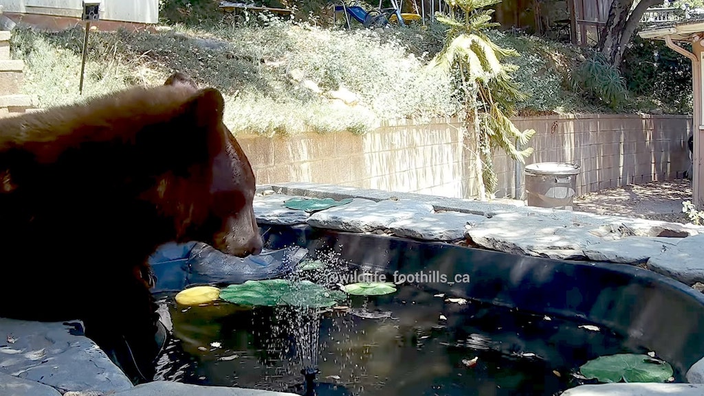 Bear Figures Out Water Fountain