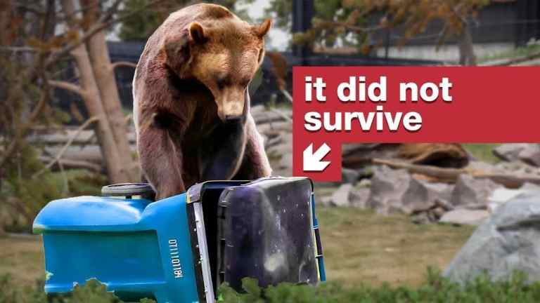 Bear Resistant Test