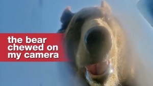 Bear Steals Tom Scotts Camera