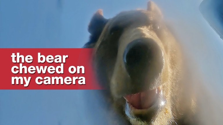 Bear Steals Tom Scotts Camera