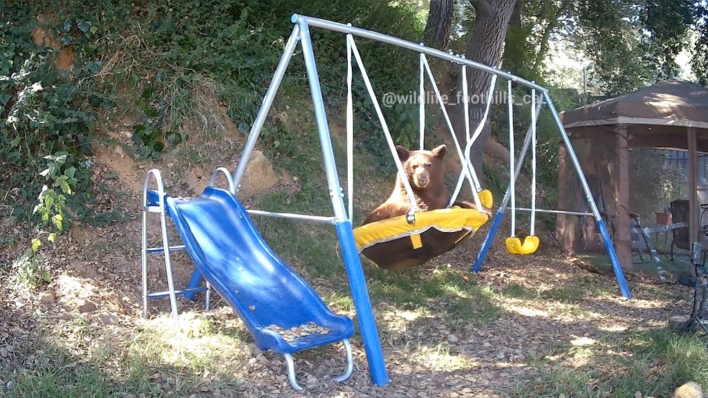 Bear Gleefully Dives Onto A Backyard Swing Set   Bear On Swingset 