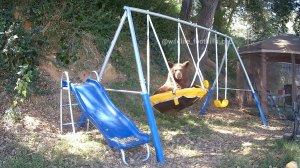 Bear on Swingset
