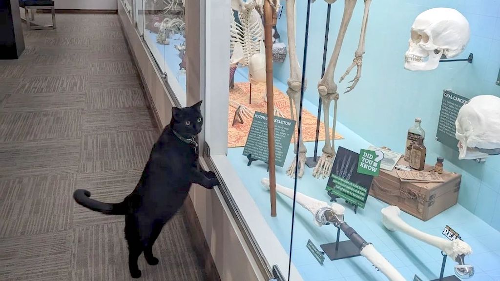 Black Cat Skeleton Museum