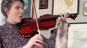 Cat Hates Humans Violin