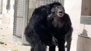 Chimp Sees Sky For First Time