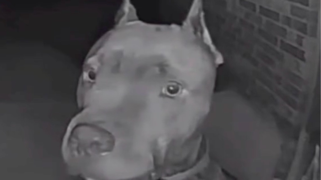 Dog Rings Neighbor's Doorbell at 4 AM to Say Hello
