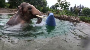 Elephant Floating Toy