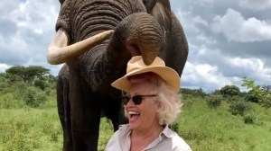 Elephant Pretends to Eat Hat